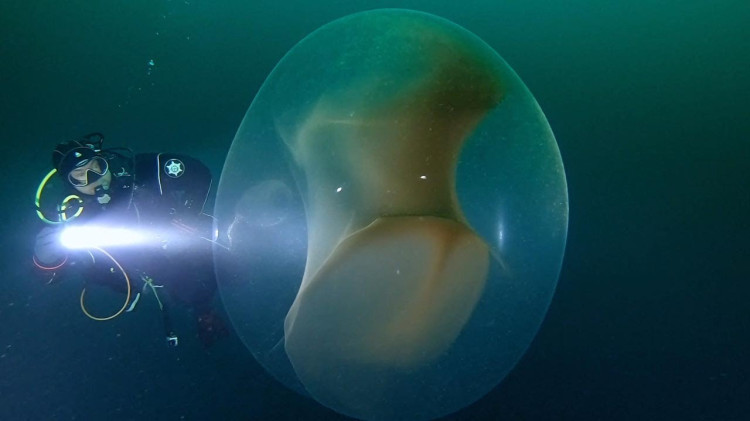 挪威海出现「诡异巨卵」没生物敢靠近！　35年后科学家揭惊人奥秘！ ！