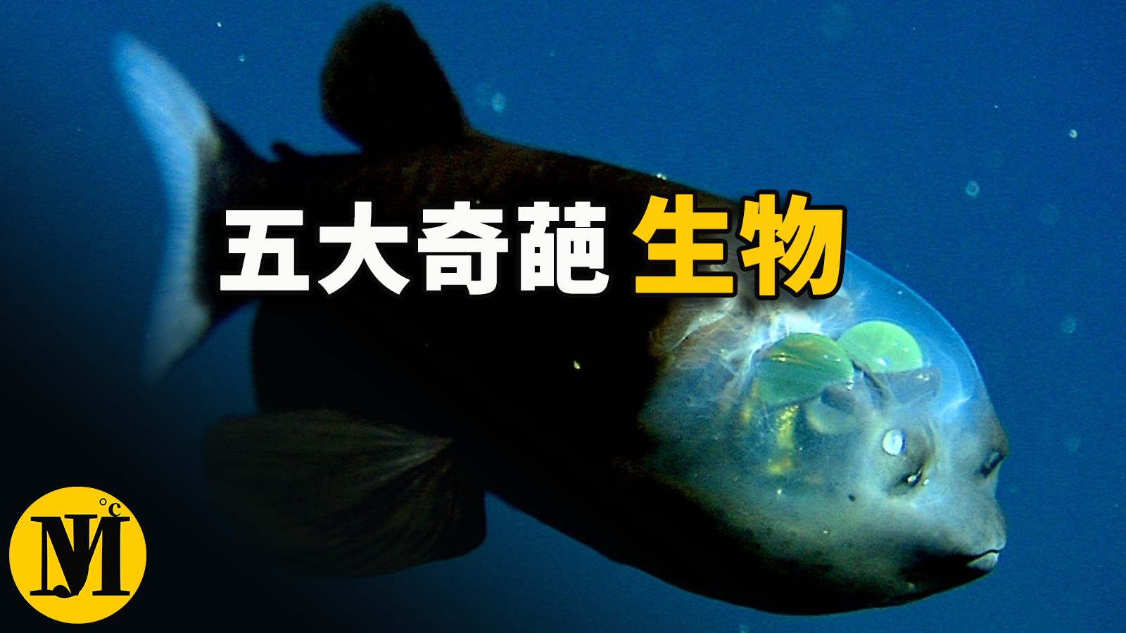 你应该要了解的世界最神奇的五大物种！ | 零度解密